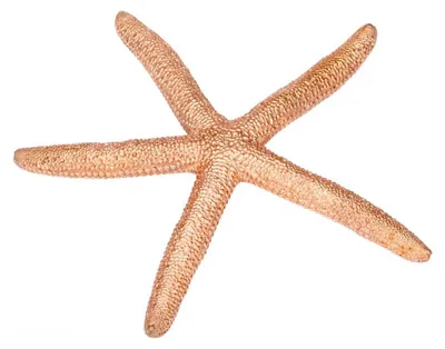 Linckia laevigata kupfer 10-15 cm 10-15 cm