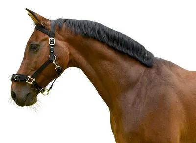 Zdjęcie produktu dla KERBL Lunging Halter Synthetic Black Cob