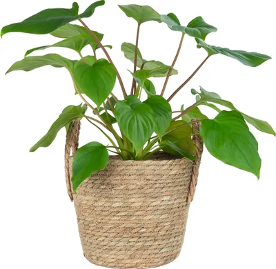 Immagine prodotto di QUVIO Cestino per piante con manici - Vasi da fiori per interni - Vasi da fiori per esterni - Vaso da fiori per esterni - 25 x 20 cm (dxh)