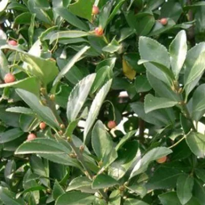 Obrázok produktu pre 2 x japonské vreteno - Euonymus japonicus | 40-60 cm v nádobe