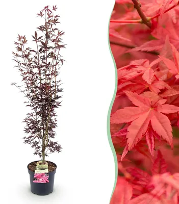 Image de Érable japonais Acer palmatum Atropurpureum, plante de jardin à feuilles