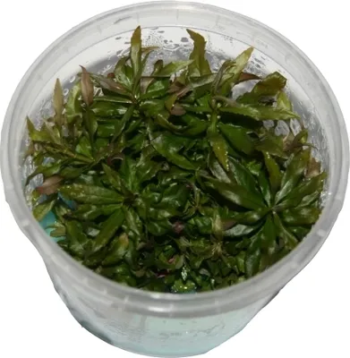 Produktbild von 1 Dose Pogostemon stellatus in vitro, Wasserstern, Wasserpflanzen steril angezogen