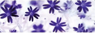 Produktbild von Transparentpapier 115g/qm A4 VE=25 Blatt Flora Blümchen