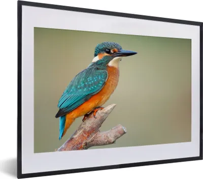 Produktbild von MuchoWow® Gerahmtes Poster Vogel - Eisvogel - Zweig 40x30 cm - Poster mit Schwarzem Bilderrahmen Wandposter Rahmen Foto Bilder - Bilderrahmen - Poster im Rahmen