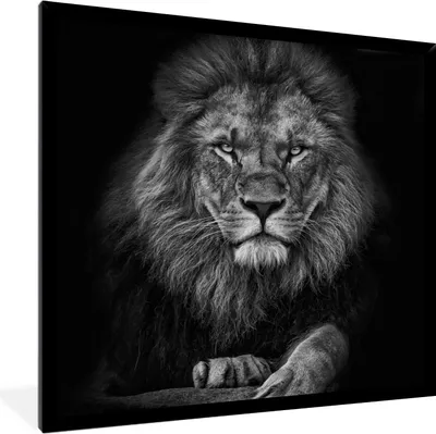 Produktbild von MuchoWow® Gerahmtes Poster Löwe - Tiere - Schwarz - Weiß 40x40 cm - Poster mit Schwarzem Bilderrahmen Wandposter Rahmen Foto Bilder - Mit Rahmen - Wanddekoration Schlafzimmer