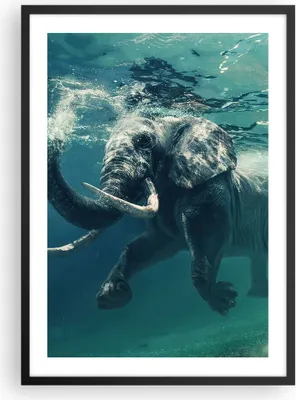 Produktbild von Gerahmtes Poster - Schwarzer Rahmen - Elefant Tier Wasser - 50x70 cm - Wand Bild - Wanddeko - Wandbilder - Kunstposter - Wandposter - Bilderrahmen - Bilder - Kunstdruck - Wandbild - P2BPA50x70-3944