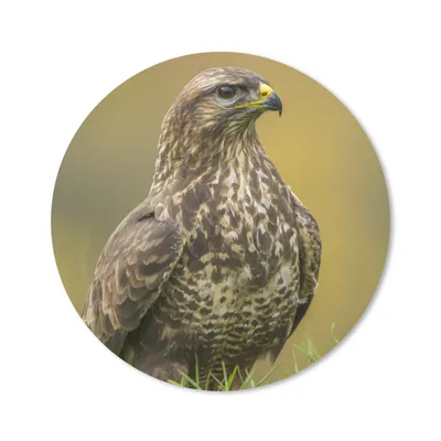 Produktbild von MuchoWow® Mauspad Mousepad Ein Bussard sitzt auf dem Feld 30x30 cm - Mousepads - Maus Mat - Pad - Mausunterlage - Tischunterlage - Schreibtischmatten