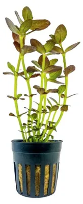 Produktbild von Aquarium Pflanze Bacopa salzmannii purple Wasserpflanzen Deko AquaOne Nr.343B