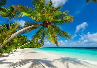 Produktbild von XXL Poster 100 x 70cm (S-838) Palme am Strand im Sonnenuntergang (Lieferung gerollt!)