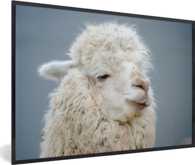 Produktbild von MuchoWow® MuchoWow® Gerahmtes Poster Alpaka - Wolle - Weiß 90x60 cm - Poster mit zchwarzem Bilderrahmen - Fotorahmen - Foto-Plakat
