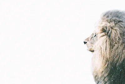 Produktbild von Digitaldruck-Tapete Lion in Snow livingwalls (1036332)