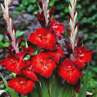 Obrázok produktu pre Gladiolus Veľkokvetý Gladiolus Azuro 5 ks cibule gladiolus