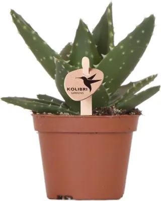 Produktbild von Kolibri Greens | Grünpflanze - Sukkulente Aloe Brevifolia - Topfgröße Ø6Cm - Grüne Zimmerpflanze - Frisch vom Züchter