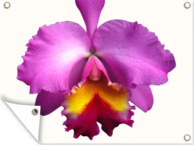 Produktbild von MuchoWow® 40x30 cm Outdoor-Poster Gartendeko Sichtschutz Garten Poster für den Garten  Nahaufnahme Orchidee