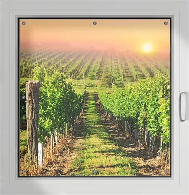 Produktbild von Wallario Lichtschutzbild, Dekorativer Sichtschutz Sonnenschutz 96 x 100 cm mit Motiv: Weinberg mit untergehender Sonne - Verdunklung ohne Bohren