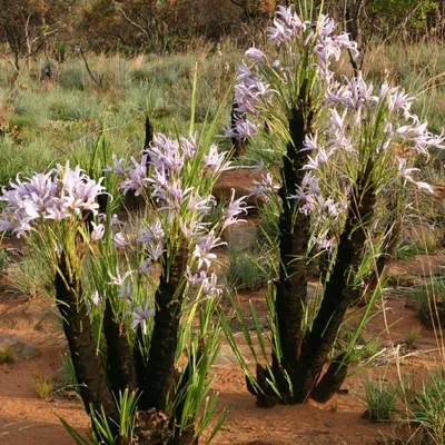 Zdjęcie produktu dla Czarna lilia (Xerophyta retinervis)  – 10 nasion