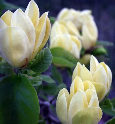 Produktbild von Magnolie ´YELLOW LANTERN´ 120-130 cm, Cont. 5 l