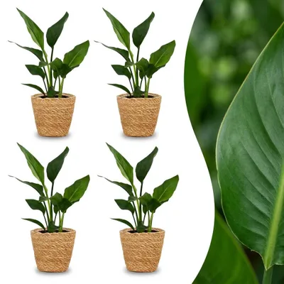 Produktbild von Strelitzia Reginea – Paradiesvogelblume – 4 Pflanzen – mit Seegras-Korb - 25-35cm - Ø12cm