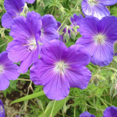 Obrázek produktu pro 6 x storchschnabel  - Geranium 'Orion'  | Květináč 9 cm x 9 cm