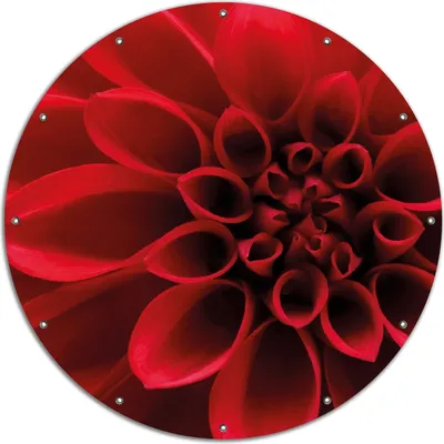Produktbild von Wallario rundes Outdoor-Poster für Garten oder Balkon, Motiv Rote Dahlienblüte in Nahaufnahme, 120 cm Durchmesser