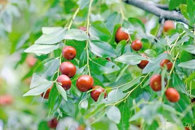 Obrázek produktu pro Cicimek čínskýFloraSelfZiziphus jujuba Dongzao cca 40 cm květináč 3 l 35 let FloraSelf jubilejní edice