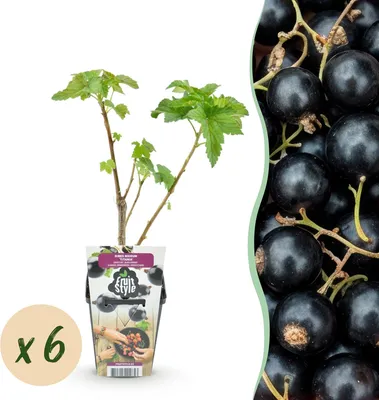 Immagine prodotto di Piante di ribes nero Ribes nigrum Titania resistenti al freddo 6 piante Ø9cm altezza 30cm – Ribes nero ricco di vitamine per giardino e balcone