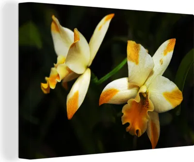 Zdjęcie produktu dla OneMillionCanvasses® - Obrazy na płótnie - 140x90 cm, Dwa kwiaty orchidei, dekoracja ścienna - Zdjęcie na płótnie - Obraz na drewnianej ramie