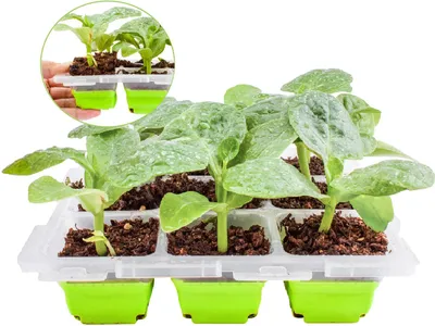 Image de Plateau pour graines avec couvercle Mini-serre 9 cellules 5,6x5,6x4,5 cm Semis