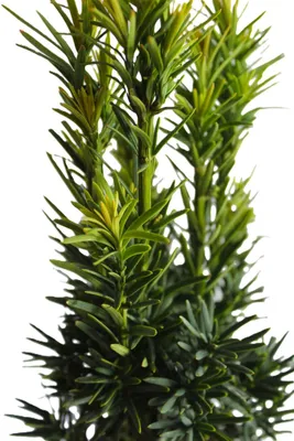 Produktbild von Säuleneibe Eibe Taxus Fastigiata - Robusta - 30 - 40 cm