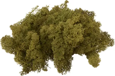 Produktbild von VBS Islandmoos Dekorationsmaterial Grün 100 g für Bastel- und Dekoarbeiten