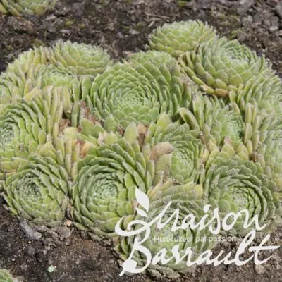 Image de Sempervivum x liparii / Joubarbe