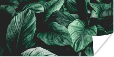 Produktbild von MuchoWow® Poster Dschungel - Blätter - Tropisch - Pflanzen - Natur 40x20 cm - Poster für die Wand - Poster Schlafzimmer
