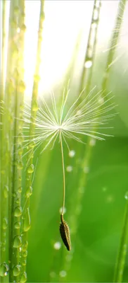 Produktbild von Türtapete Türposter Pusteblume Nahaufnahme - Größe: 93 x 205 cm