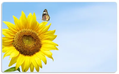 Produktbild von Wallario Frühstücksbrettchen aus Glas, je 14 x 23 cm, mit rutschfesten Füßen, Motiv Sonnenblume mit Schmetterling