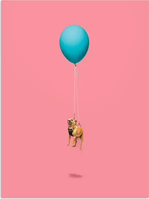 Produktbild von MuchoWow® Poster Chihuahua auf einem blauen Ballon 90x120 cm - Wohnzimmer