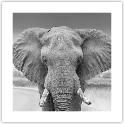 Produktbild von Poster - Poster ohne Rahmen - Elefant Afrika Tier - 40x40 cm - Wand Bild - Wanddeko - Wandbilder - Kunstposter - Wandposter - Bilder - Kunstdruck - Wanddekoration - Wandbild - P2XAC40x40-5072