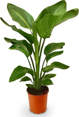 Produktbild von BALDUR Garten 1x Baumstrelitzie Nicolai, Pflanze im 19 cm-Topf, Grünpflanze, mehrjährig - frostfrei halten, pflegeleicht, für Standort in der Sonne geeignet, blühend, Strelitzia nicolai