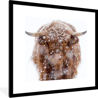Produktbild von MuchoWow® Gerahmtes Poster Schottischer Highlander - Schnee - Porträt 40x40 cm - Poster mit Schwarzem Bilderrahmen Wandposter Rahmen Foto Bilder - Poster - Plakat im Rahmen