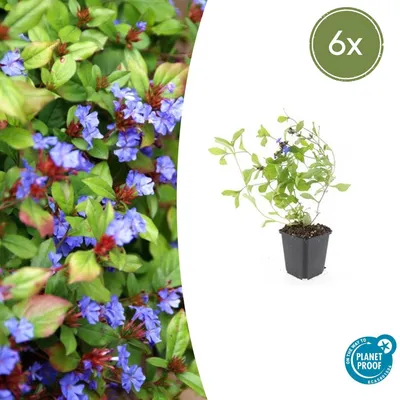 Produktbild von Bodendecker - Chinesischer Bleiwurz - Ceratostigma plumbaginoides - 9cm Topf - Set mit 6 Pflanzen