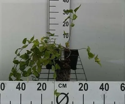 Produktbild von 12 x Vinca major - Grossblättriges Immergrün - Topf 9 cm x 9 cm