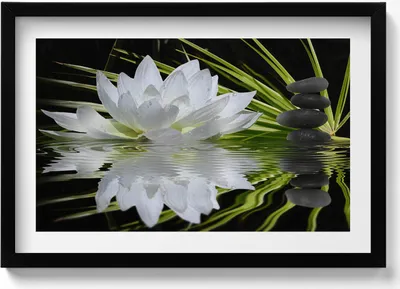 Produktbild von Seerose und Blätter– Wandbild mit Rahmen – Gerahmtes Bild  – Wanddekoration – 60x40 cm –  Schwarz Rahmen