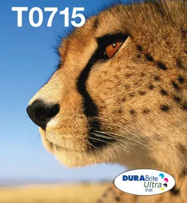 Obrázok produktu pre EPSON 2LB EasyMail MP Cheetah DURABrite Ultra CMYK