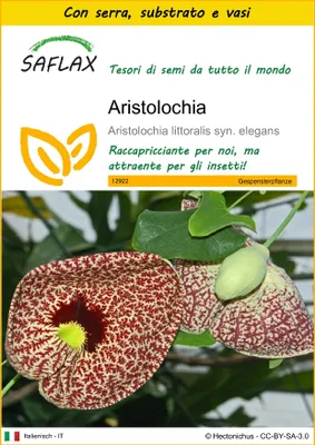 Immagine prodotto di SAFLAX Insieme di coltivazione - Aristolochia - 80 semi - Aristolochia