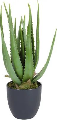 Produktbild von Künstliche Aloe Vera im Kunststofftopf - 45cm