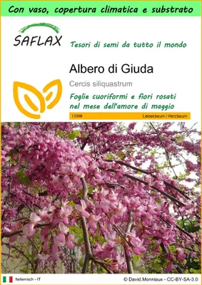 Immagine prodotto di SAFLAX Garden to go - Albero di Giuda - 60 semi - Cercis