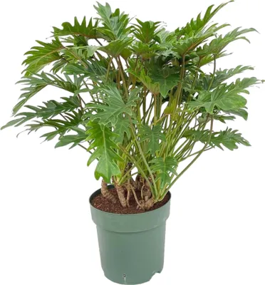 Produktbild von Trendyplants - Philodendron Xanadu - Zimmerpflanze - Höhe 70-90 cm - Topfgröße Ø22cm