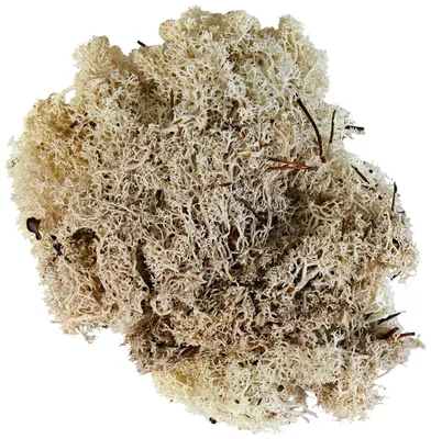 Produktbild von Glorex Islandmoos 50g Natur Basteln Dekorieren Modellbau Krippenbau