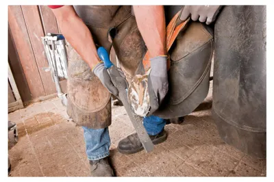 Imagen del producto de PFERD, lima para pezuñas, manual, 1 unidad
