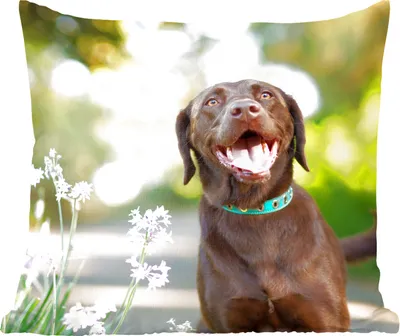 Produktbild von MuchoWow® Zierkissen Sofakissen Wohnzimmer Dekokissen 45x45 cm Ein Labrador Retriever mit schönen Blumen - Schlafpolster - Polster für das Sofa