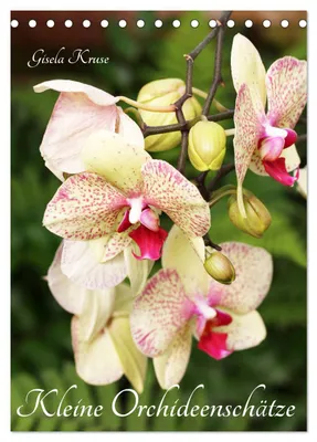 Produktbild von Kleine Orchideenschätze (Tischkalender 2027 DIN A5 hoch), CALVENDO Monatskalender